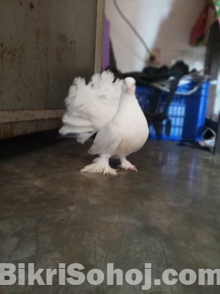 লক্ষা নর